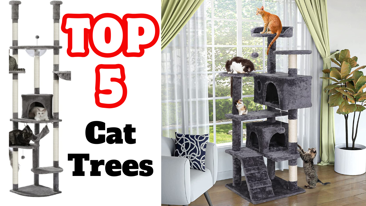 The 5 Best Cat Trees of 2024