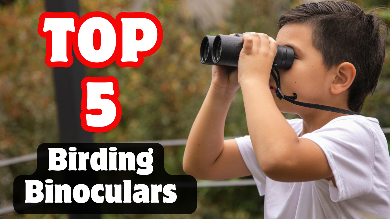 The 5 Best Birding Binoculars on the Market in 2024
